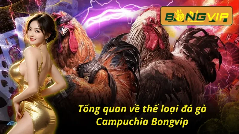 Đá Gà Campuchia Bongvip - Sân Chơi Nảy Lửa Đầy Sự Kịch Tính 2 Khám phá cơ bản về hình thức đá gà Campuchia Bongvip