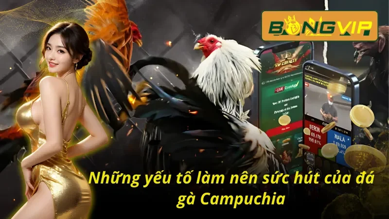Đá Gà Campuchia Bongvip - Sân Chơi Nảy Lửa Đầy Sự Kịch Tính 3 Điểm nổi bật tạo nên thương hiệu đá gà Campuchia Bongvip