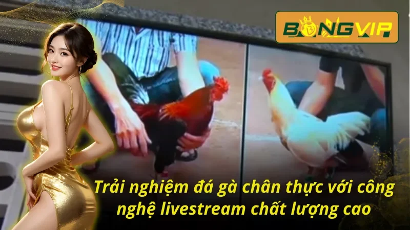 Đá Gà Campuchia Bongvip - Sân Chơi Nảy Lửa Đầy Sự Kịch Tính 4 Trải nghiệm đá gà Campuchia Bongvip sắc nét