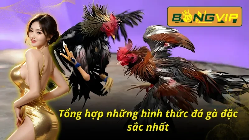 Đá Gà Campuchia Bongvip - Sân Chơi Nảy Lửa Đầy Sự Kịch Tính 5 Điểm danh các hình thức đá gà Campuchia Bongvip hấp dẫn nhất