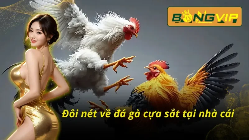 Khám Phá Thế Giới Đá Gà Cựa Sắt Bongvip Cực Hấp Dẫn 2 Đôi nét về bộ môn đá gà cựa sắt Bongvip