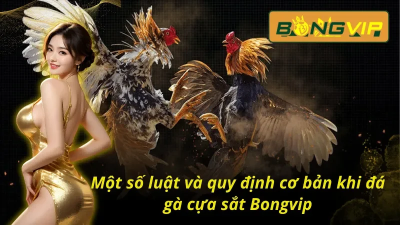 Khám Phá Thế Giới Đá Gà Cựa Sắt Bongvip Cực Hấp Dẫn 3 Tìm hiểu quy luật trong trận đá gà cựa sắt Bongvip