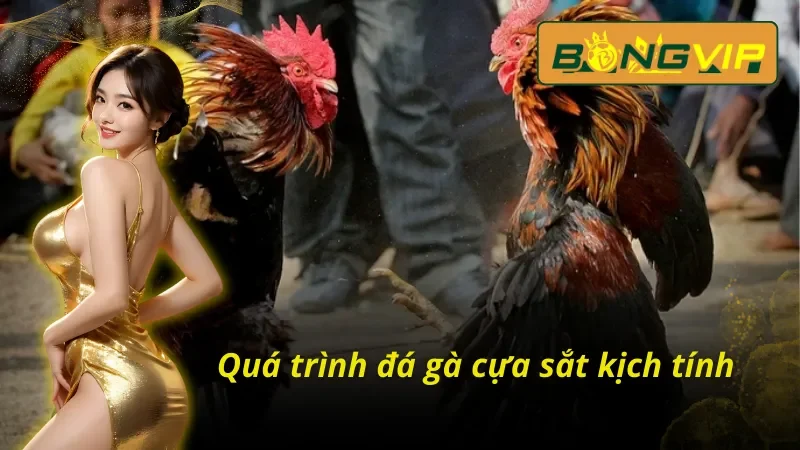 Khám Phá Thế Giới Đá Gà Cựa Sắt Bongvip Cực Hấp Dẫn 4 Tham gia cá cược đá gà cựa sắt Bongvip