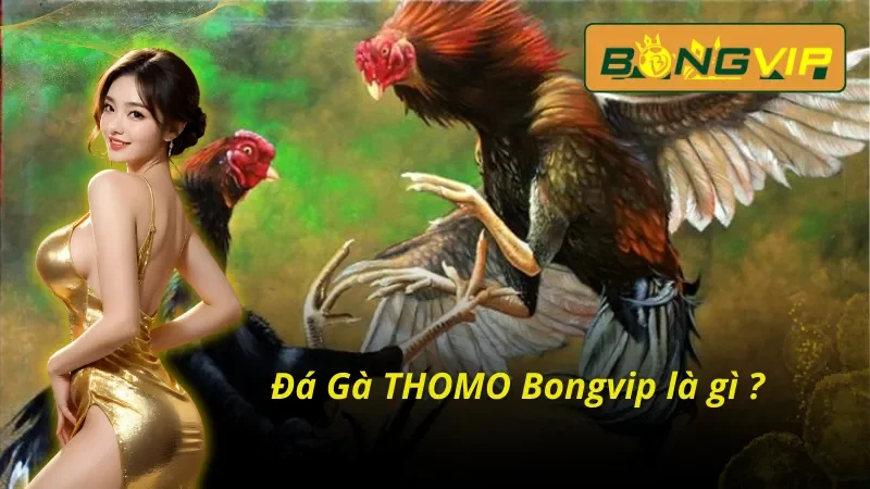 Bỏ Túi Các Hình Thức Đá Gà THOMO Bongvip Đánh Bại Nhà Cái 2 Tổng quan những thông tin cơ bản về Đá Gà THOMO Bongvip
