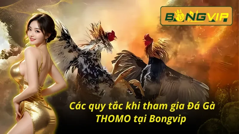 Bỏ Túi Các Hình Thức Đá Gà THOMO Bongvip Đánh Bại Nhà Cái 3 Những quy tắc cần phải nắm được khi tham gia Đá Gà THOMO Bongvip
