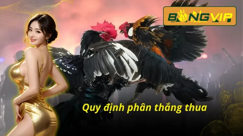 Bỏ Túi Các Hình Thức Đá Gà THOMO Bongvip Đánh Bại Nhà Cái 4 Quy định phân thắng thua trong Đá Gà THOMO Bongvip