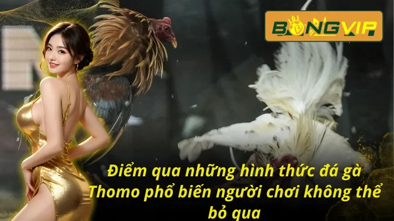 Bỏ Túi Các Hình Thức Đá Gà THOMO Bongvip Đánh Bại Nhà Cái 5 Giới thiệu về các hình thức đá gà thomo phổ biến người chơi không nên bỏ qua