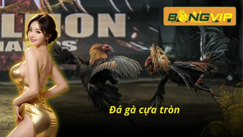 Bỏ Túi Các Hình Thức Đá Gà THOMO Bongvip Đánh Bại Nhà Cái 6 Đá gà cựa tròn trong Đá Gà THOMO Bongvip
